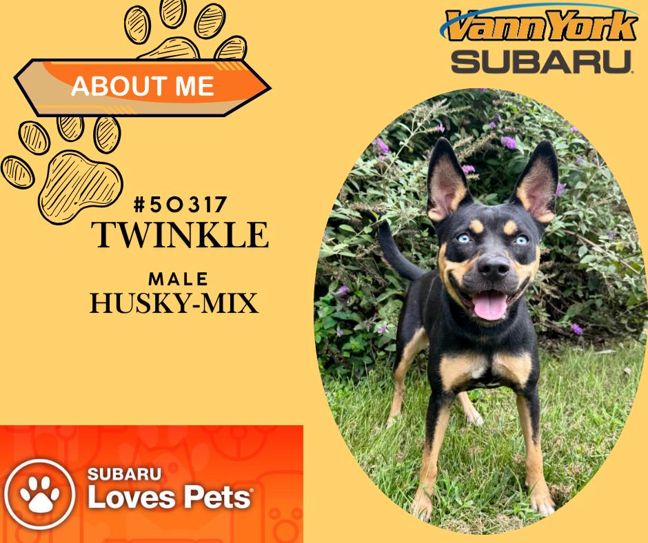 Twinkle, Adoptable, Adult Female Husky.