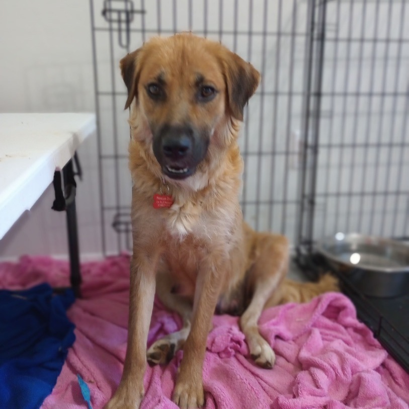 Cheyenne, a Adoptable mixed breed in Bixby, OK image 1/15