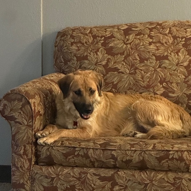 Cheyenne, a Adoptable mixed breed in Bixby, OK image 2/15