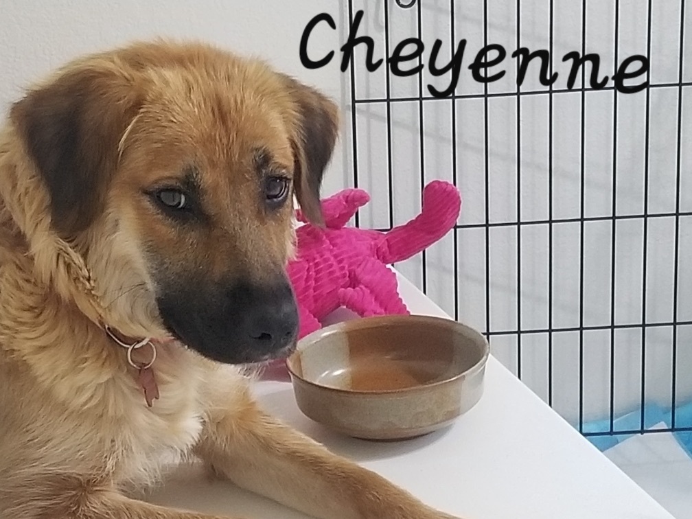Cheyenne, a Adoptable mixed breed in Bixby, OK image 3/15
