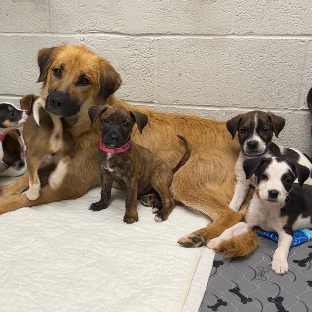 Cheyenne, a Adoptable mixed breed in Bixby, OK image 4/15