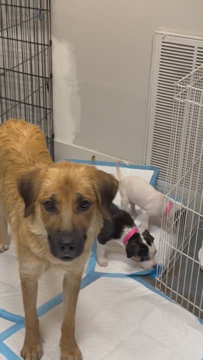 Enlarge Cheyenne, a Adoptable mixed breed in Bixby, OK video 14/15