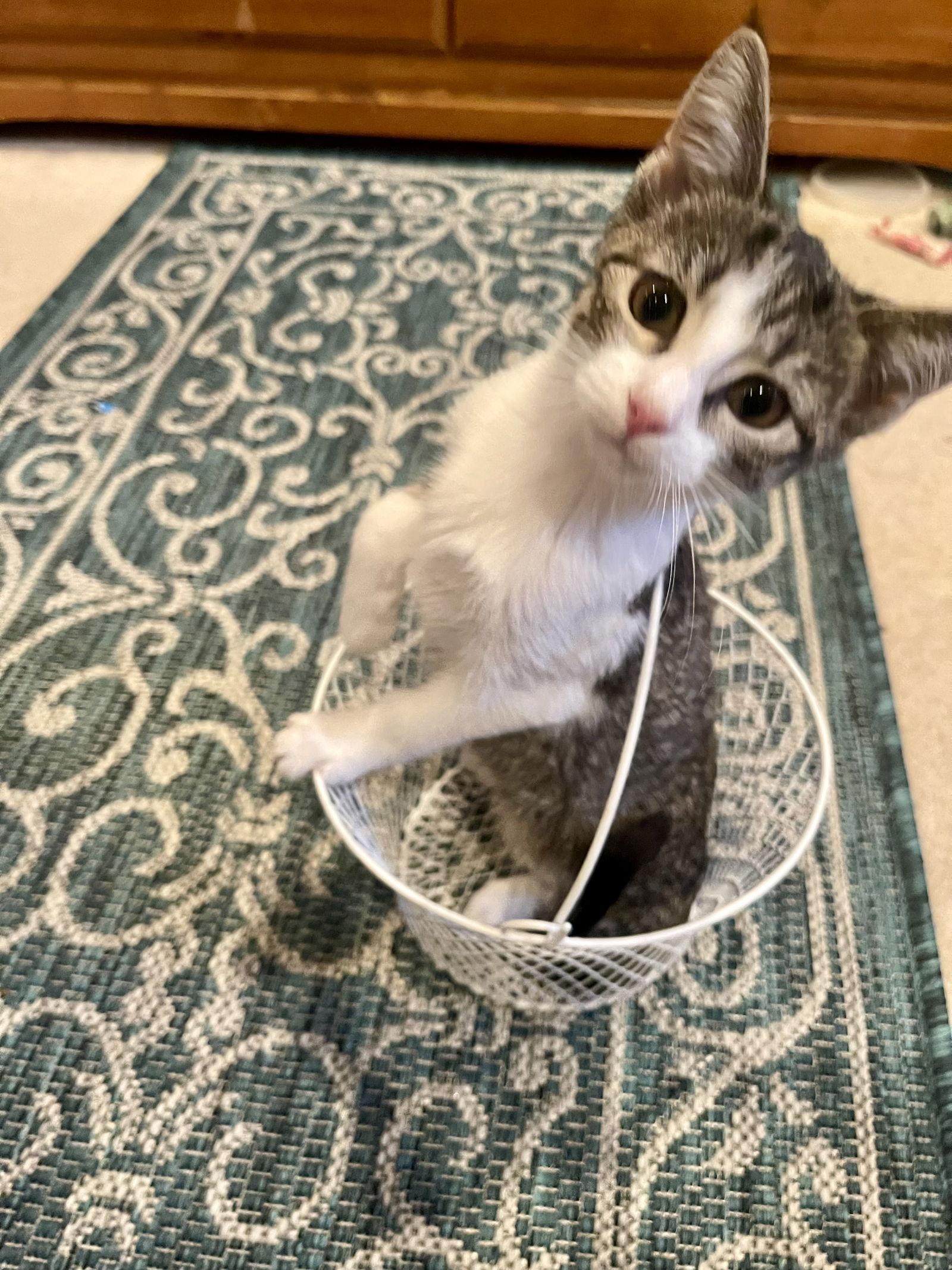 Madi, Adoptable, Kitten Female Tabby.