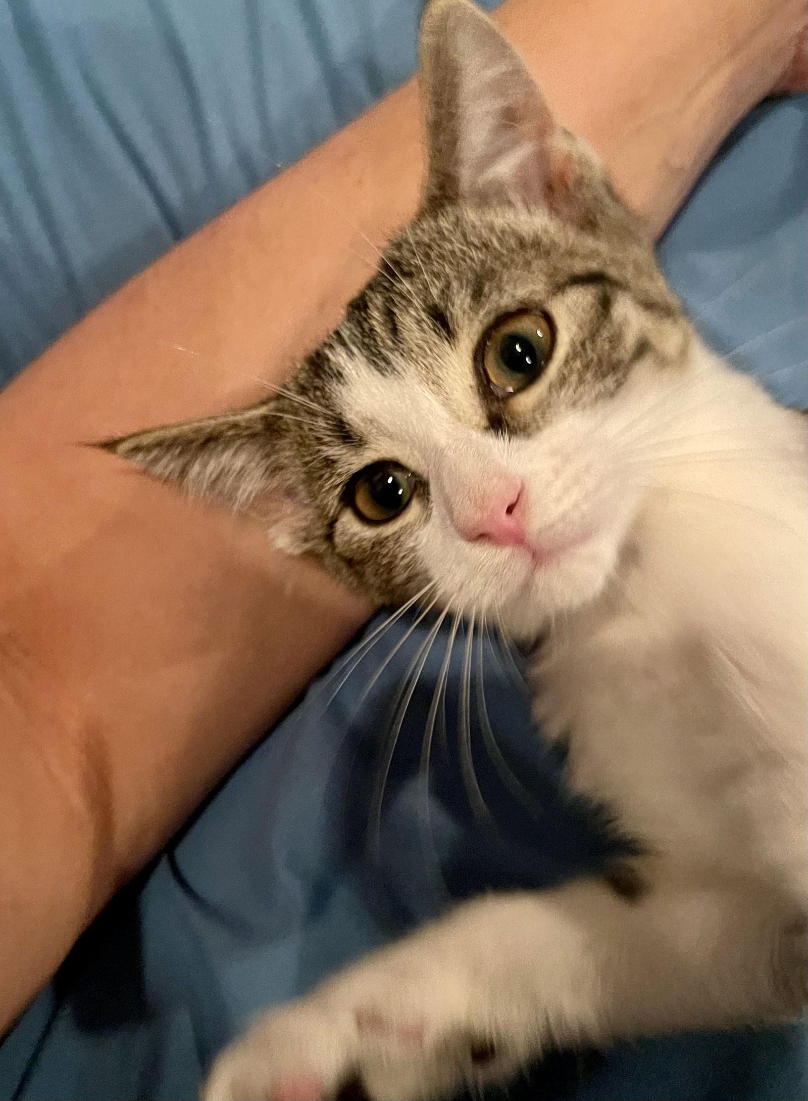 Madi, a Adoptable Tabby in Flint Hill, VA image 2/3