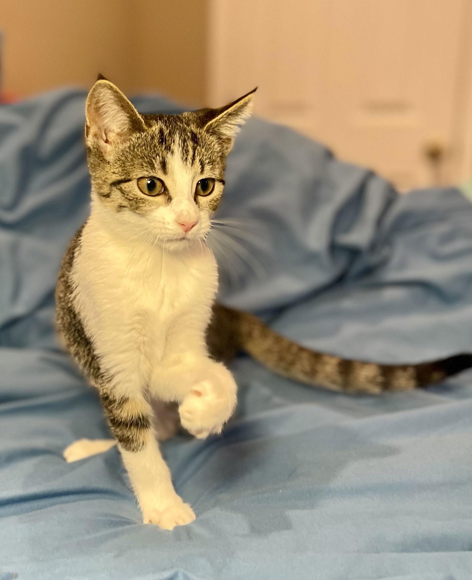 Madi, a Adoptable Tabby in Flint Hill, VA image 3/3