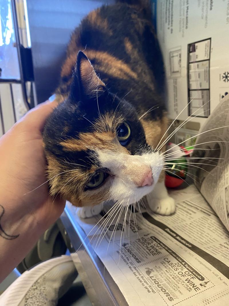 Moon Pie, Adoptable, Adult Female Domestic Short Hair.