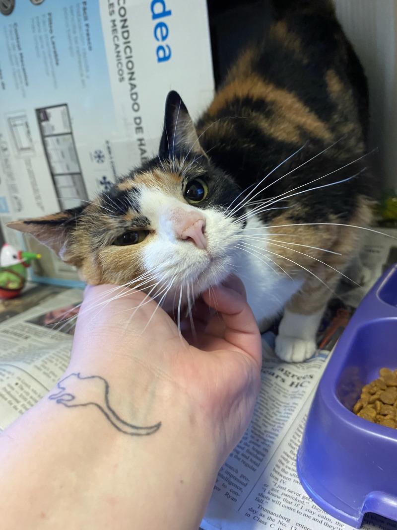 Moon Pie, a Adoptable Domestic Short Hair in Cortland, NY image 2/3