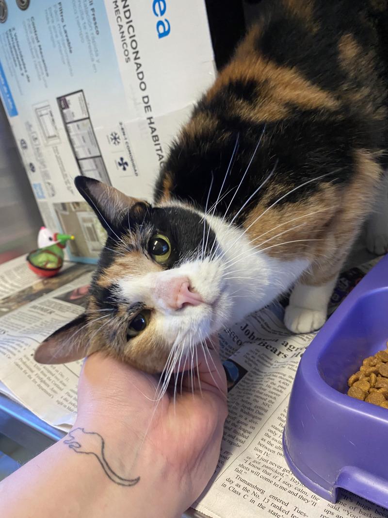 Moon Pie, a Adoptable Domestic Short Hair in Cortland, NY image 3/3