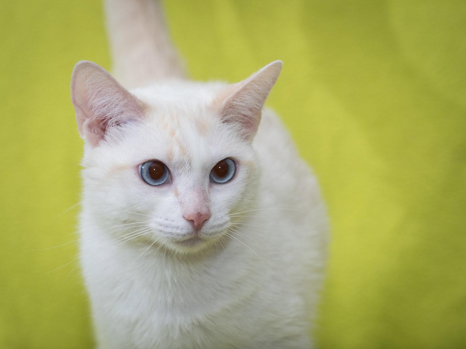 Lily, Adoptable, Adult Female Domestic Short Hair & Siamese.