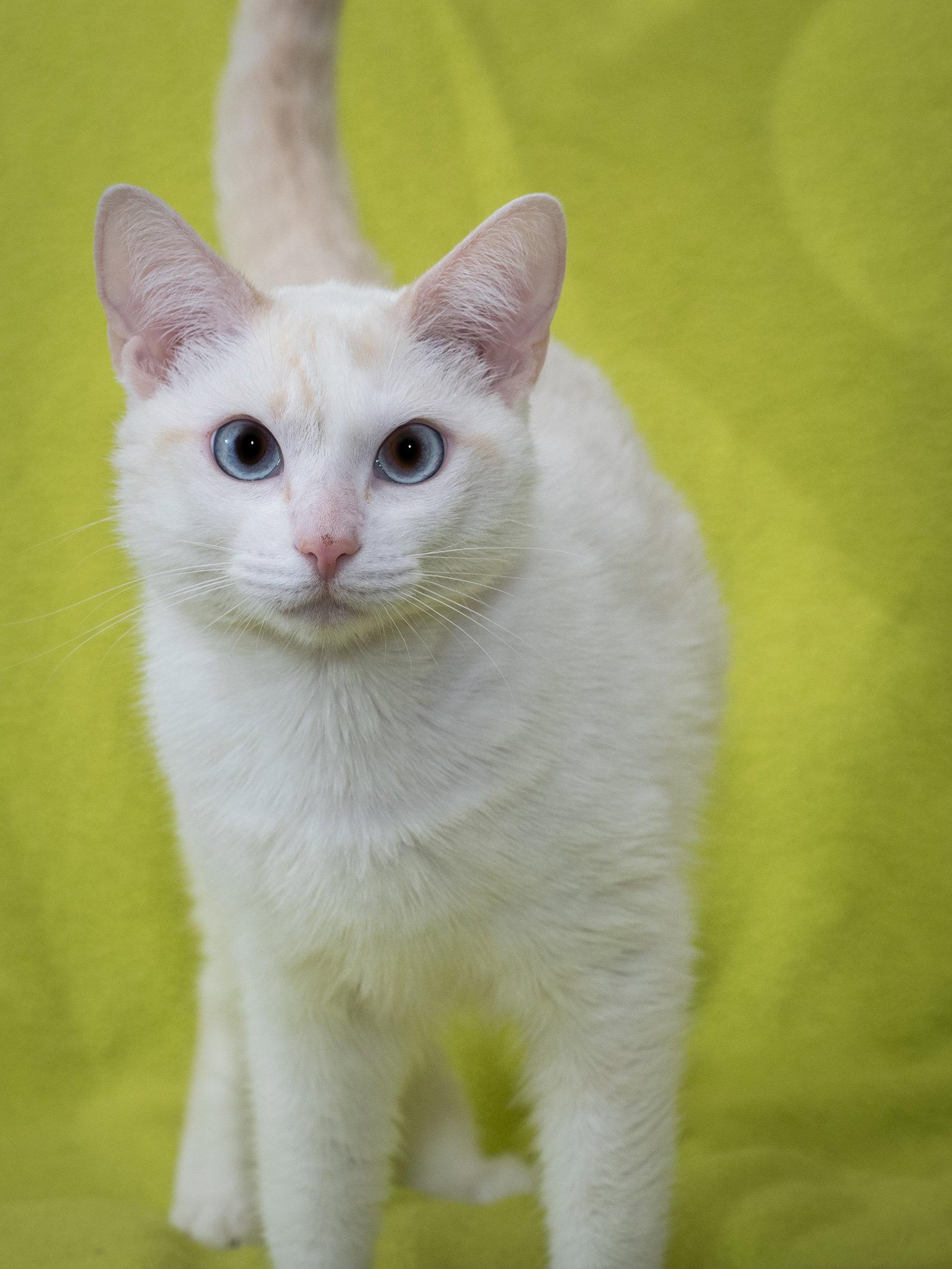 Enlarge Lily, a Adoptable mixed breed in Enterprise, FL image 2/2