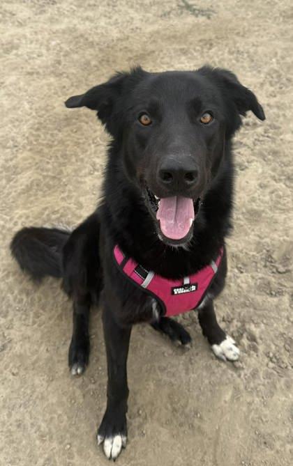 Goober, Adoptable, Young Male Great Pyrenees & Mixed Breed.