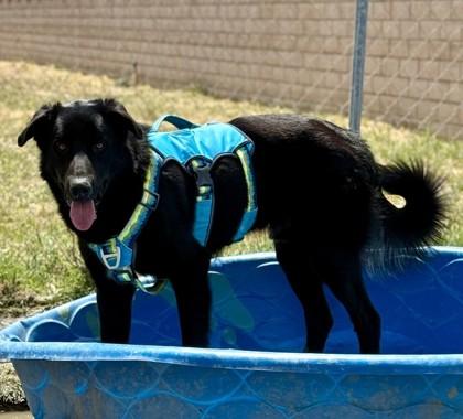 Enlarge Goober, a Adoptable mixed breed in Visalia, CA image 2/3