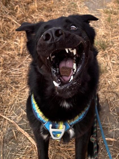 Enlarge Goober, a Adoptable mixed breed in Visalia, CA image 3/3