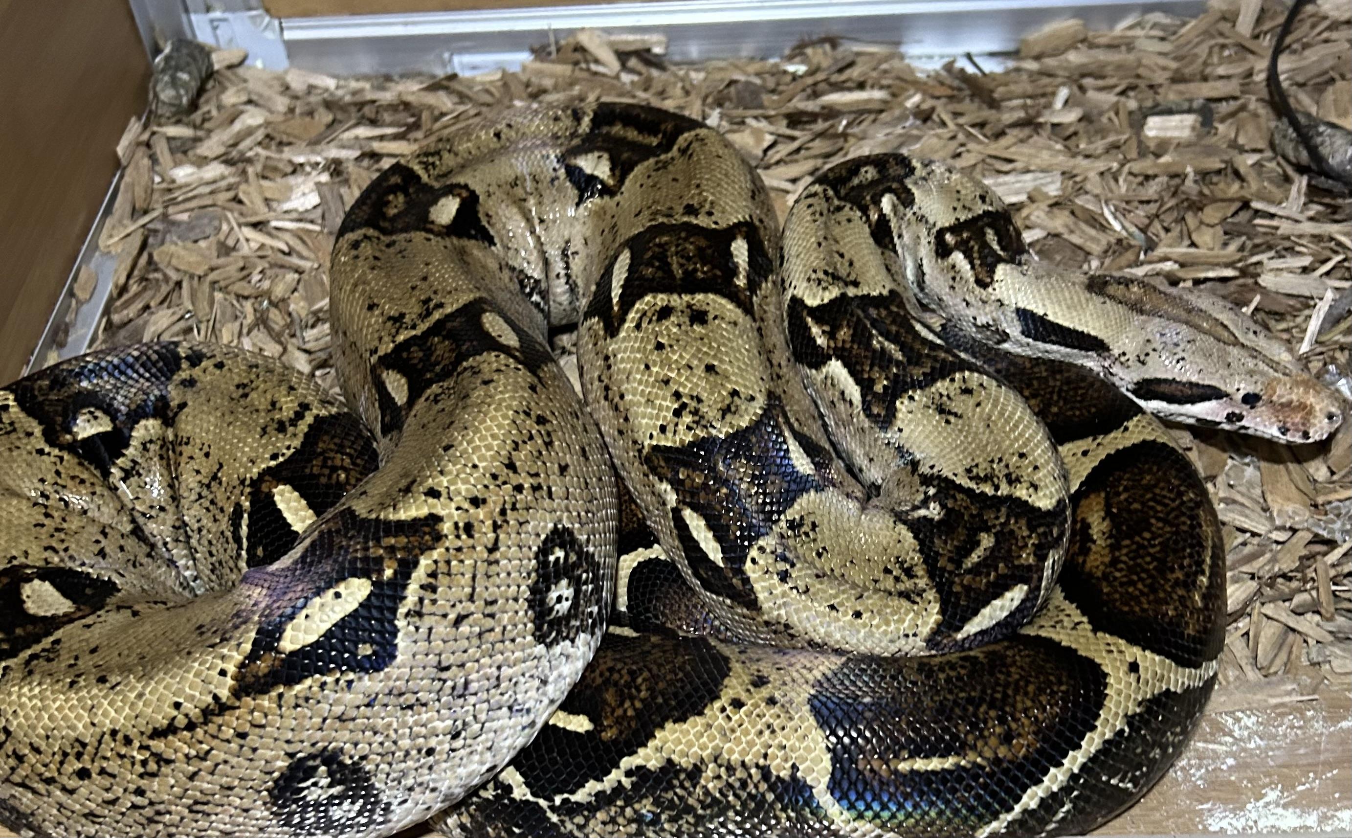 Nini Red Tail Boa, Adult Unknown unknown
