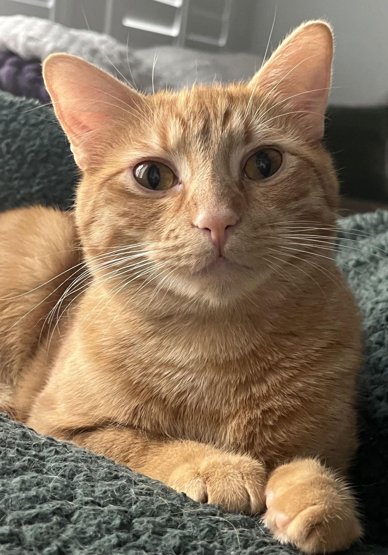 Rusty, Adoptable, Young Male Domestic Short Hair.