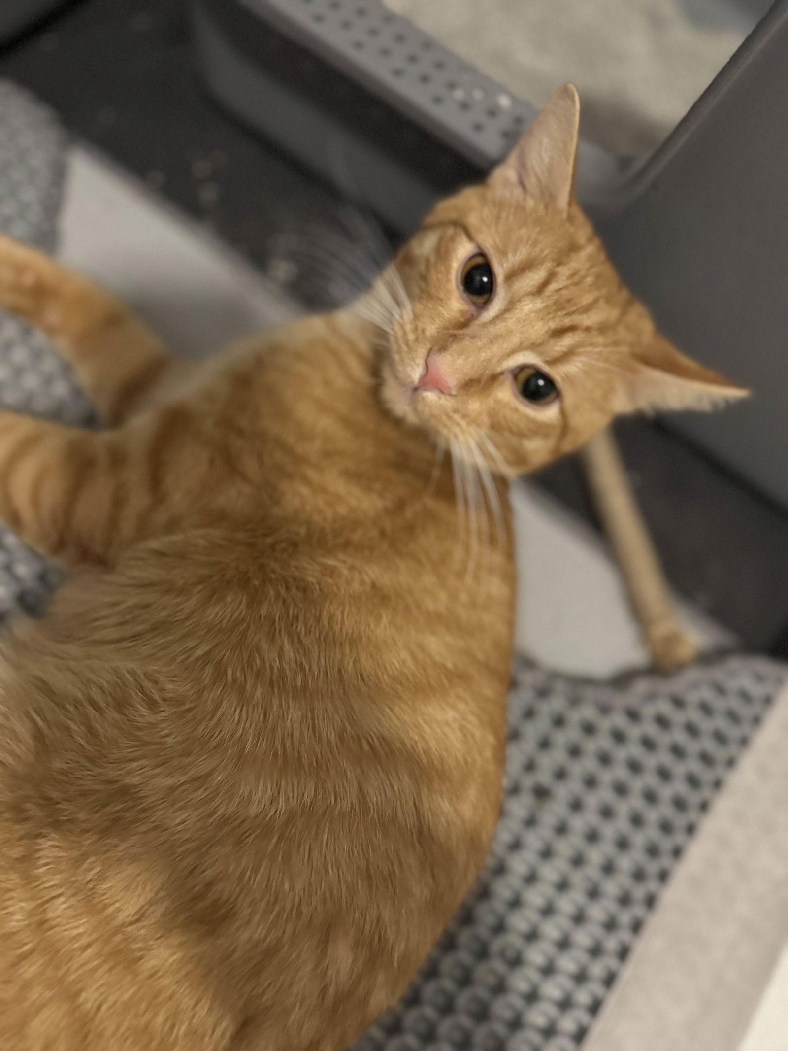 Rusty, Adoptable, Kitten Male Domestic Short Hair.