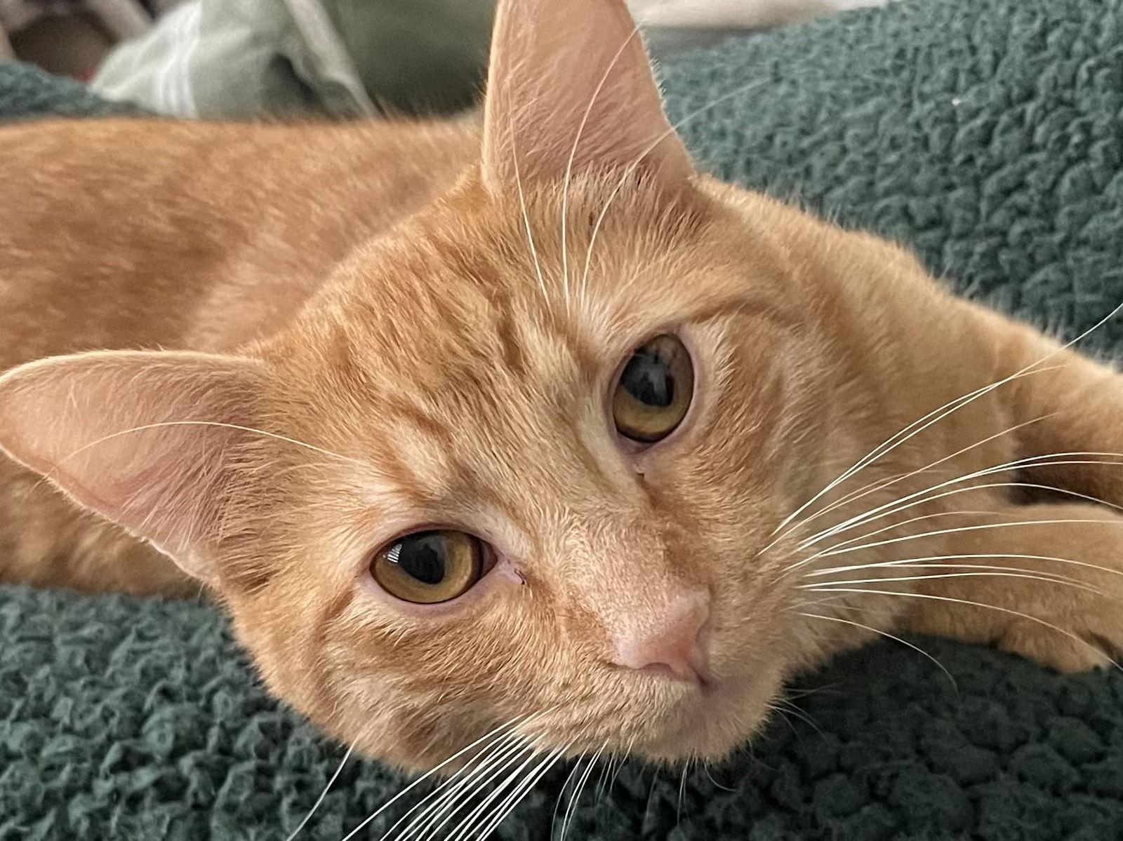 Enlarge Rusty, a Adoptable Domestic Short Hair in Fort Worth, TX image 2/3
