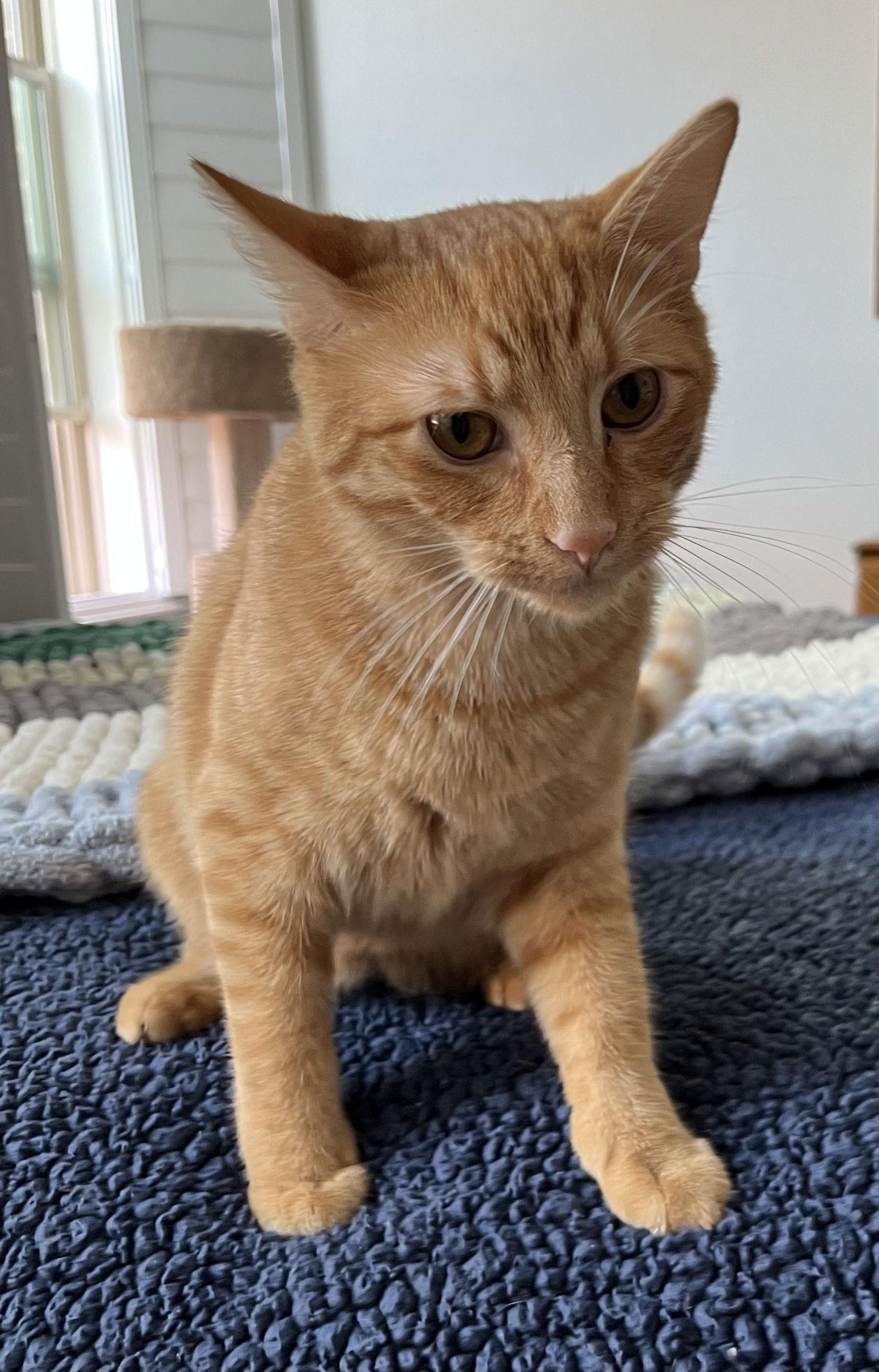 Enlarge Rusty, a Adoptable Domestic Short Hair in Fort Worth, TX image 3/3