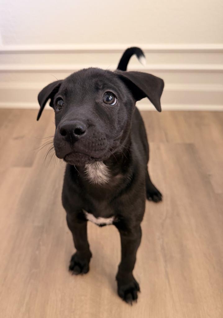 Hermit, Adoptable, Puppy Male Corgi & Cattle Dog.