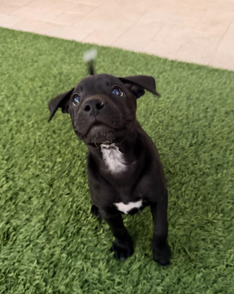 Enlarge Hermit, a Adoptable mixed breed in Phoenix, AZ image 1/6