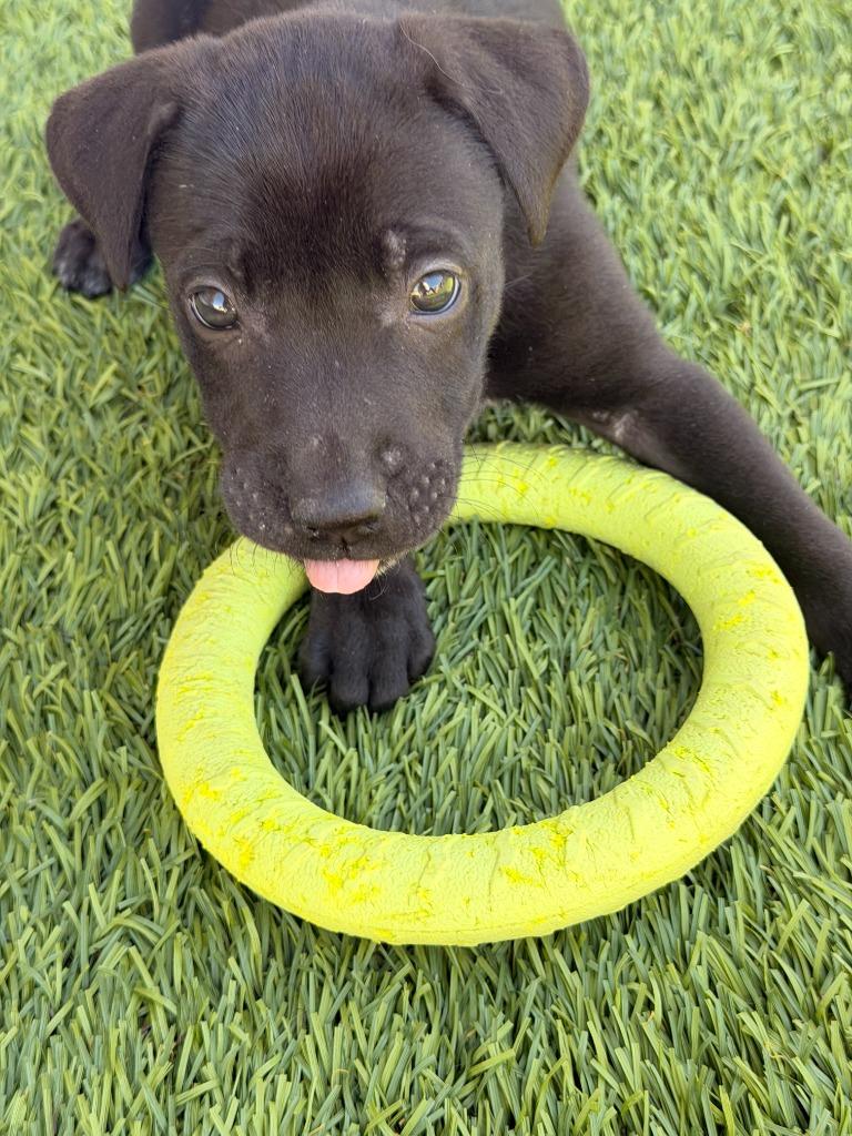 Enlarge Hermit, a Adoptable mixed breed in Phoenix, AZ image 2/6