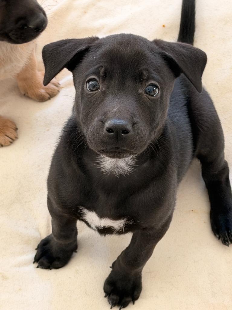 Enlarge Hermit, a Adoptable mixed breed in Phoenix, AZ image 4/6