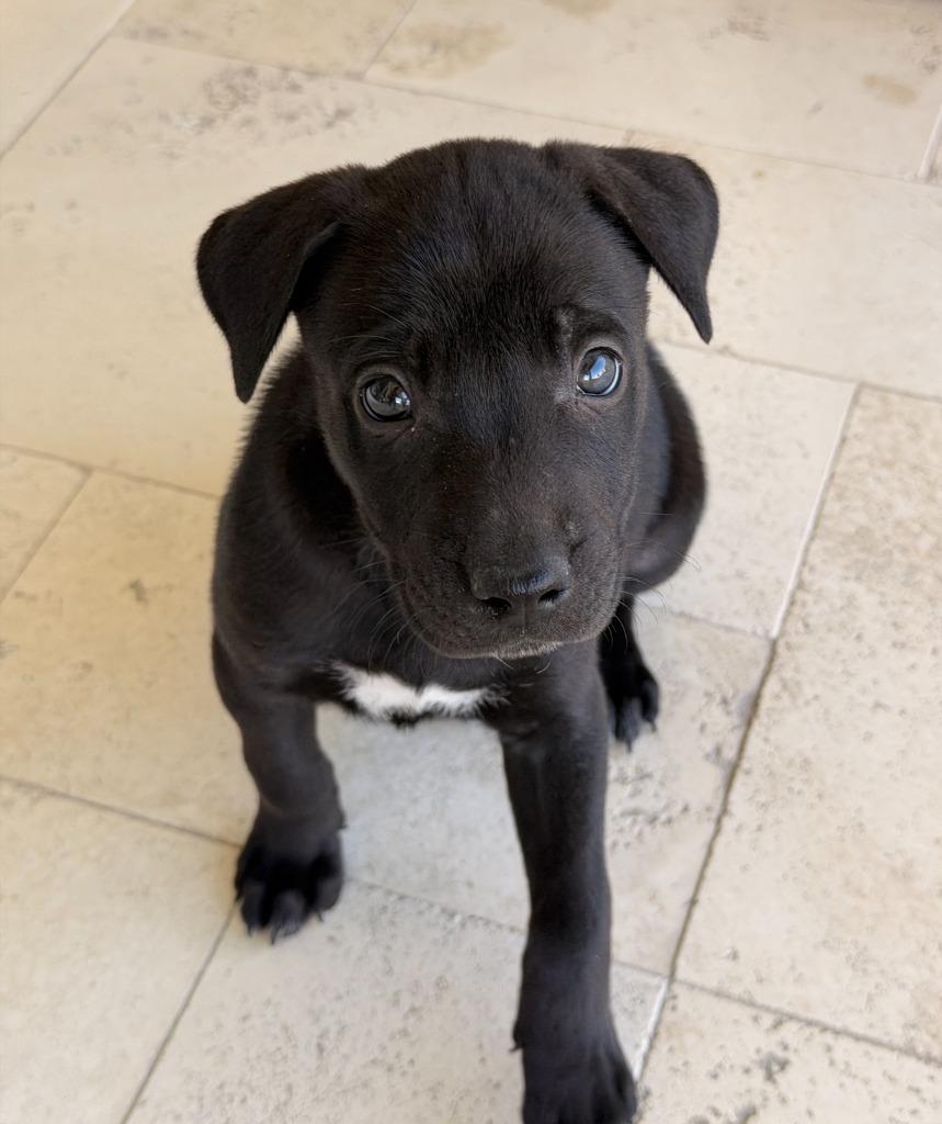 Enlarge Hermit, a Adoptable mixed breed in Phoenix, AZ image 5/6