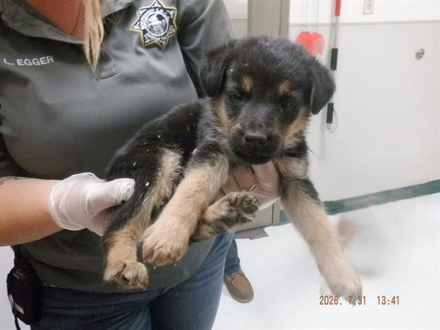 Enlarge LEO, a Adoptable mixed breed in Oroville, CA image 1/1