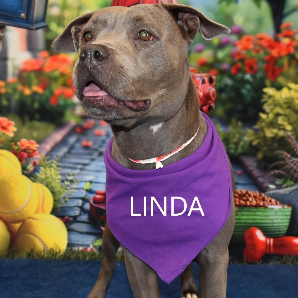 Enlarge Linda, a Adoptable Pit Bull Terrier in Yuma, AZ image 1/3