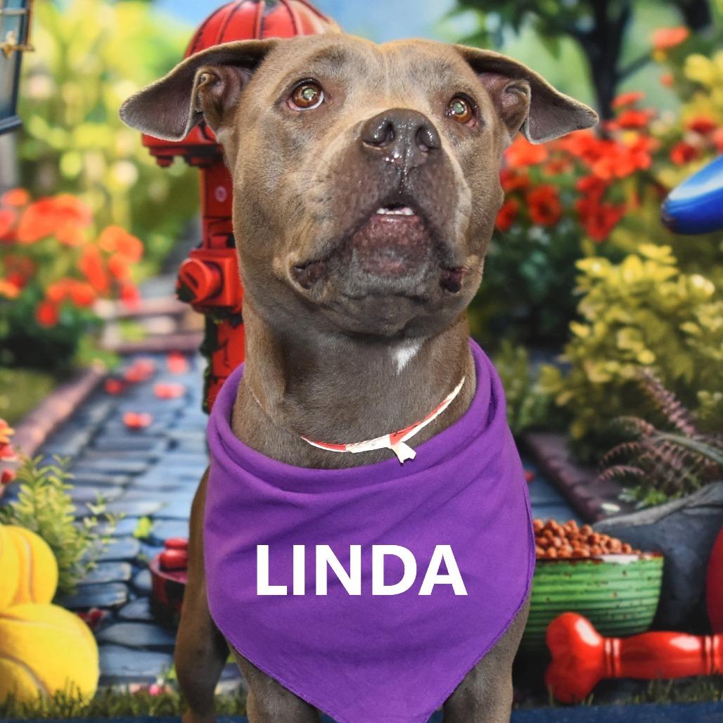 Enlarge Linda, a Adoptable Pit Bull Terrier in Yuma, AZ image 3/3