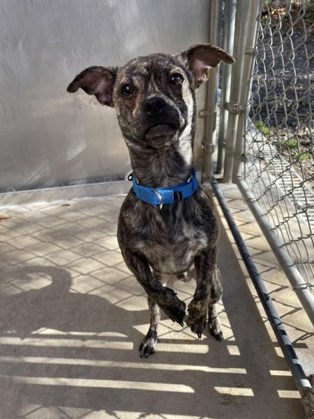 Enlarge Harry, a Adoptable mixed breed in Oakland, NJ image 1/6