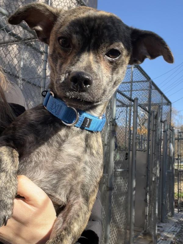 Enlarge Harry, a Adoptable mixed breed in Oakland, NJ image 2/6