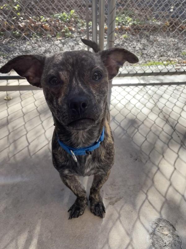 Enlarge Harry, a Adoptable mixed breed in Oakland, NJ image 3/6