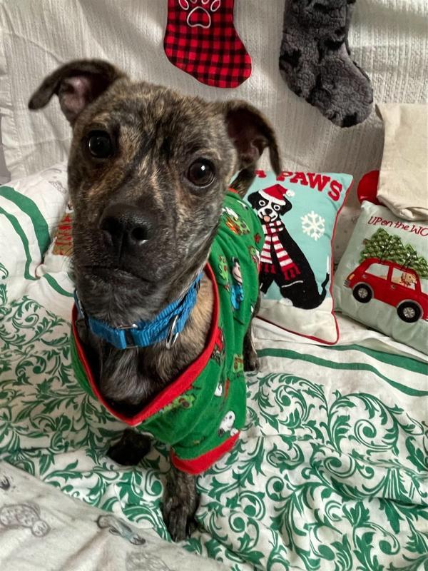 Enlarge Harry, a Adoptable mixed breed in Oakland, NJ image 4/6