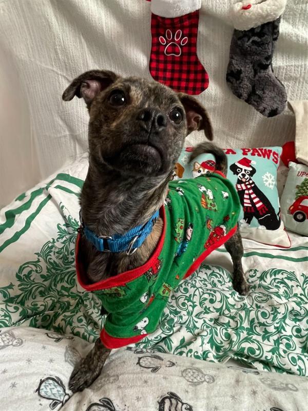 Enlarge Harry, a Adoptable mixed breed in Oakland, NJ image 5/6