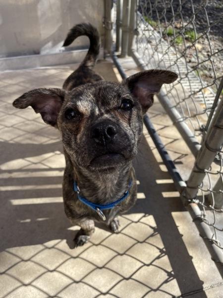 Enlarge Harry, a Adoptable mixed breed in Oakland, NJ image 6/6