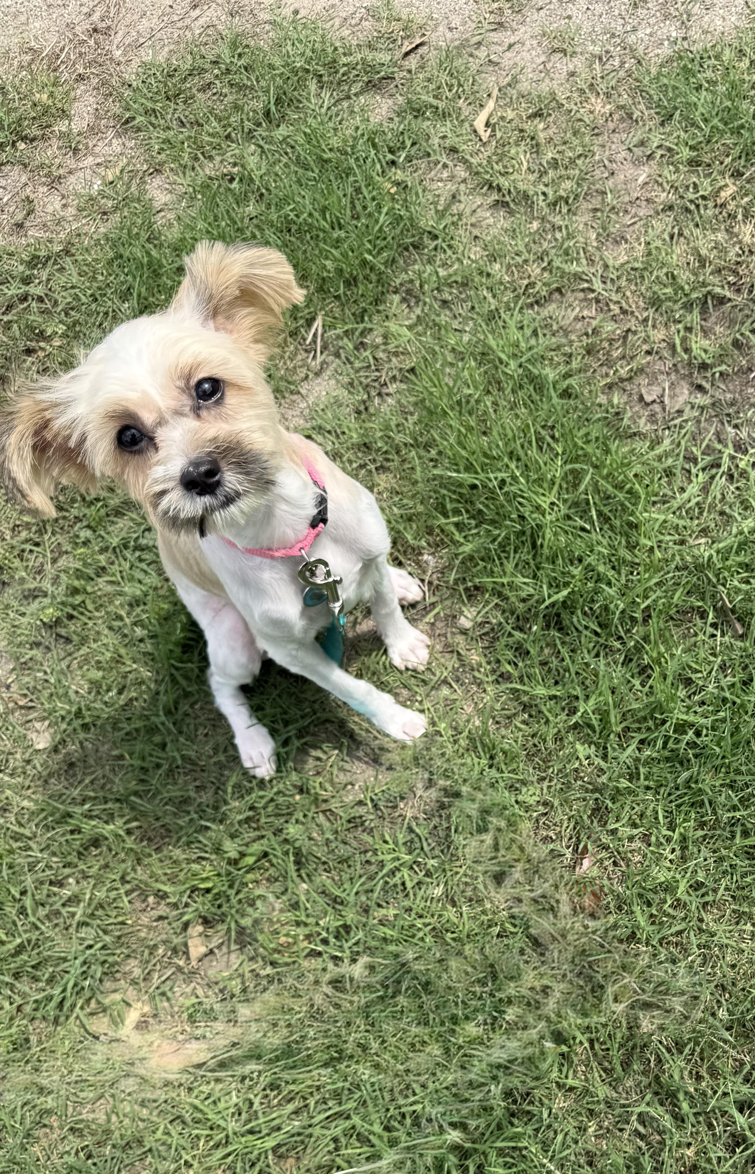 Enlarge Praline the perfect accessory, a ADOPTABLE mixed breed in Lockhart, TX image 4/6
