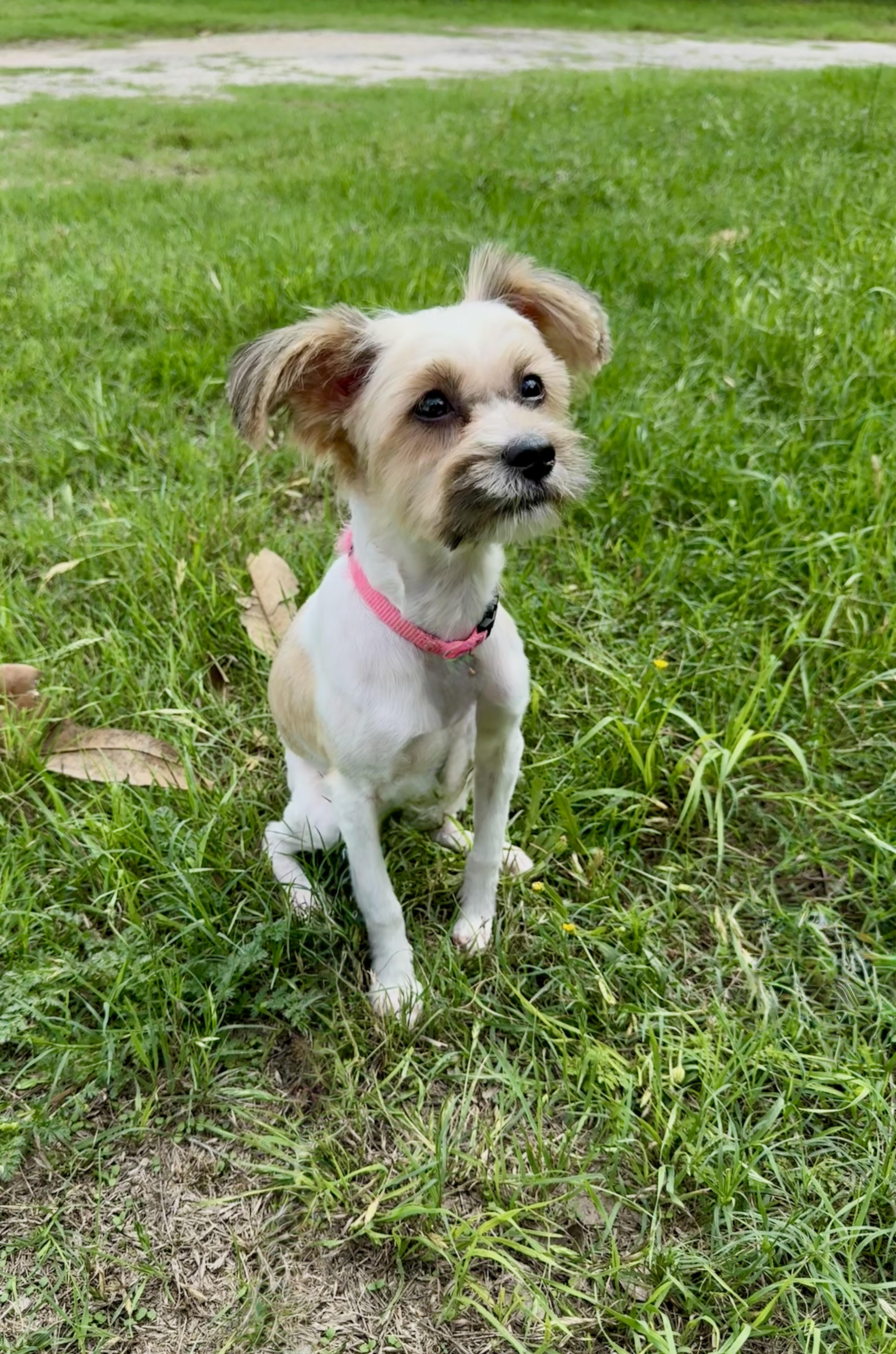 Enlarge Praline the perfect accessory, a ADOPTABLE mixed breed in Lockhart, TX image 5/6