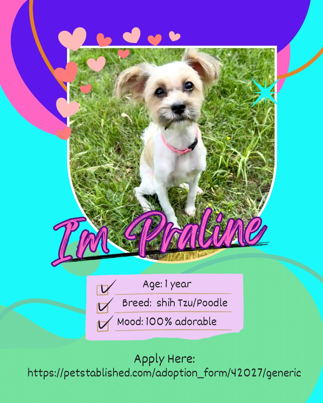Praline the perfect accessory, ADOPTABLE, Young Female Shih poo.