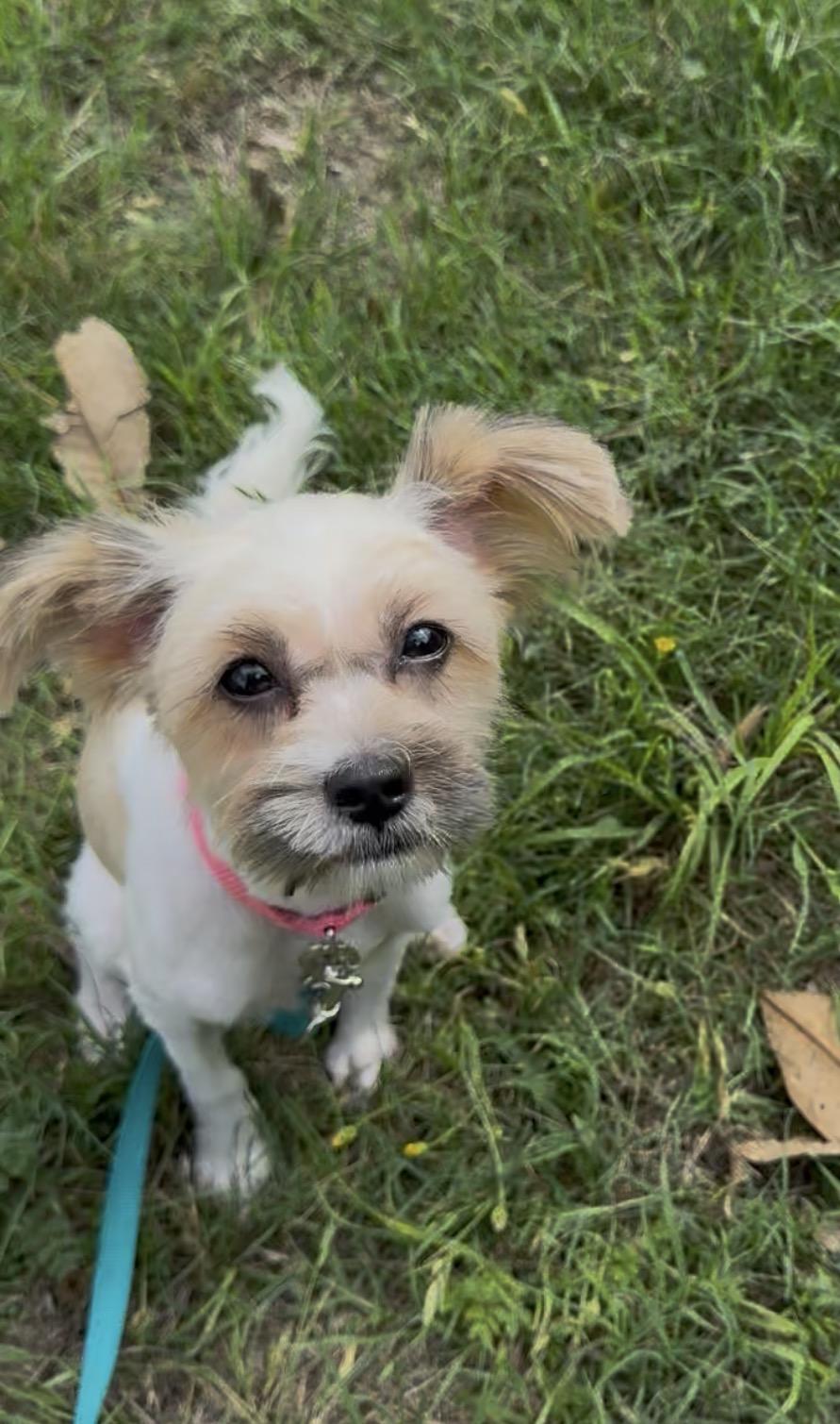 Enlarge Praline the perfect accessory, a ADOPTABLE mixed breed in Lockhart, TX image 2/6