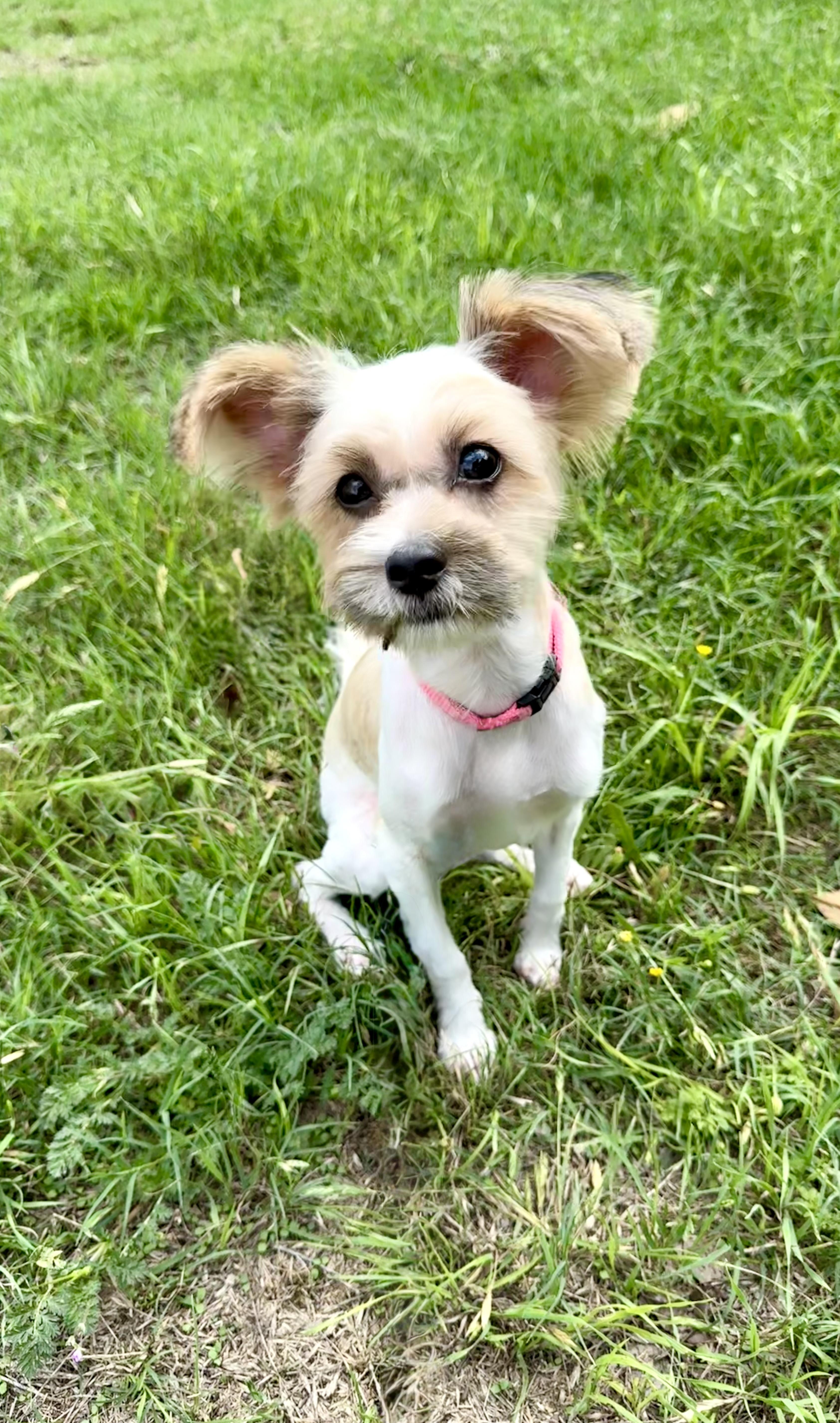 Enlarge Praline the perfect accessory, a ADOPTABLE mixed breed in Lockhart, TX image 3/6