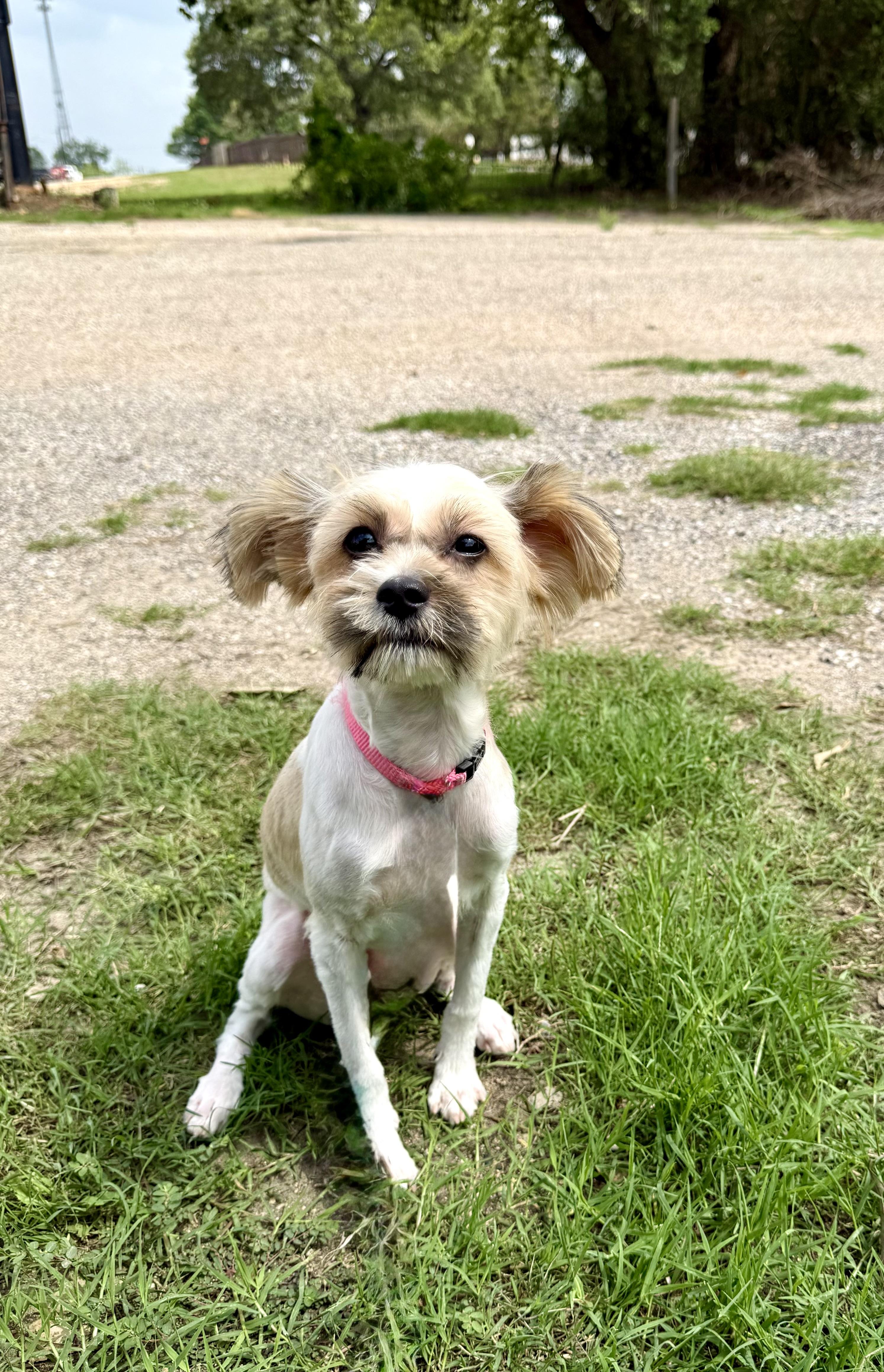 Enlarge Praline the perfect accessory, a ADOPTABLE mixed breed in Lockhart, TX image 6/6