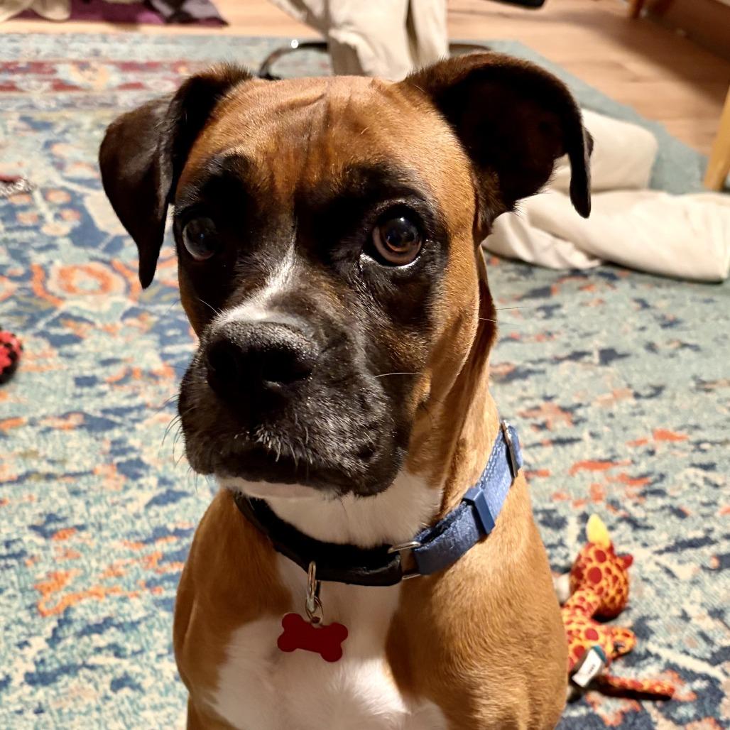 Bella, Adoptable, Adult Female Boxer.