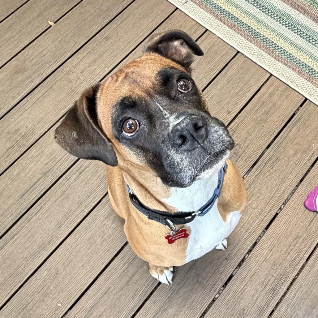 Enlarge Bella, a Adoptable Boxer in McMinnville, OR image 2/4