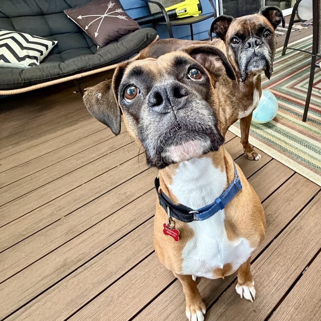 Enlarge Bella, a Adoptable Boxer in McMinnville, OR image 3/4