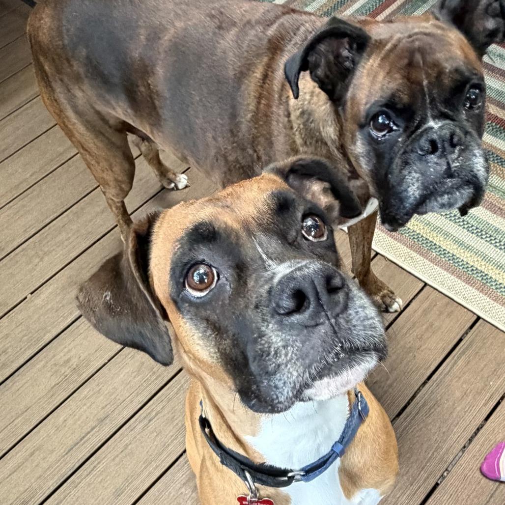 Enlarge Bella, a Adoptable Boxer in McMinnville, OR image 4/4
