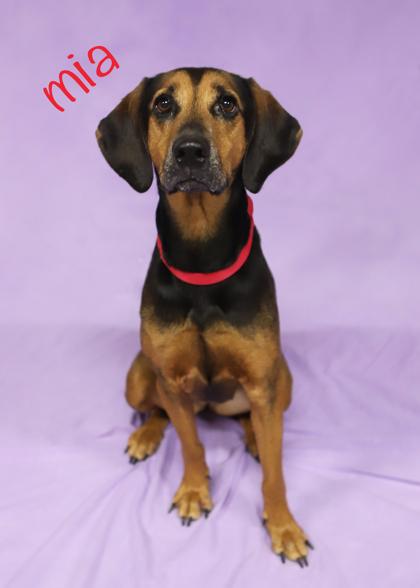 Mia, Adoptable, Adult Female Hound & Mixed Breed.