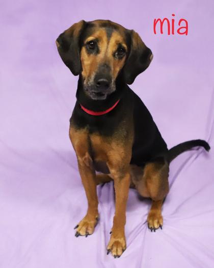 Enlarge Mia, a Adoptable mixed breed in Parma, OH image 2/2