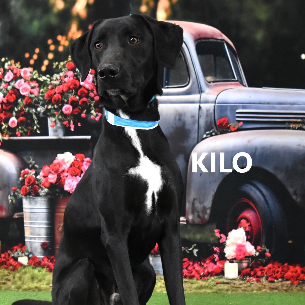 Enlarge Kilo, a Adoptable Mixed Breed in Yuma, AZ image 1/6