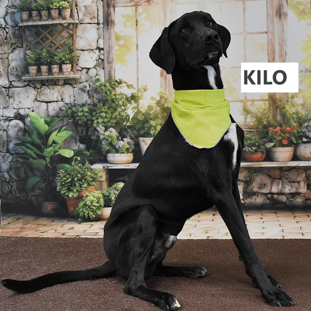 Enlarge Kilo, a Adoptable Mixed Breed in Yuma, AZ image 2/6